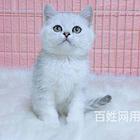 广西河池英短银渐层多少钱