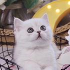 江苏昆山双血统英短渐层猫舍直销