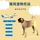 伊川县 宠物托运 空运,陆运承接猫狗金毛活体邮寄运输服务
