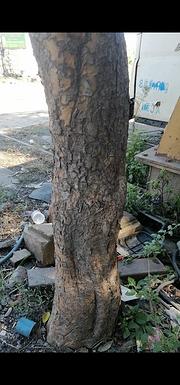 榆树槐树