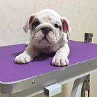 周口【十年老店】常年繁殖优质血统英牛幼犬