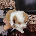 长毛柯基幼崽公母都有，便宜出售