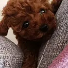 出售纯种红色泰迪宝宝