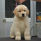 纯种金毛犬 骨架大 眼睛大 黑鼻子 赛级金毛犬舍