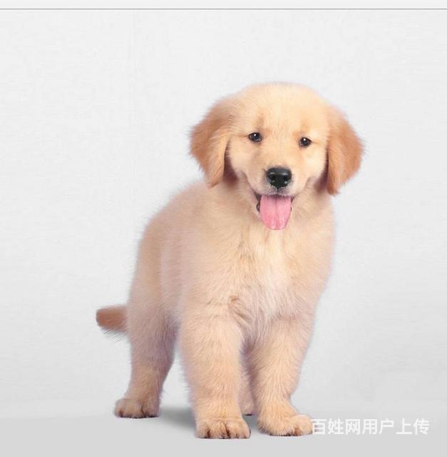 出售纯种金毛幼犬 温顺聪明金毛温顺家庭伴侣犬