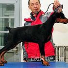 通辽纯种比熊价位知名比熊犬舍