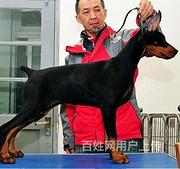 通辽纯种比熊价位知名比熊犬舍