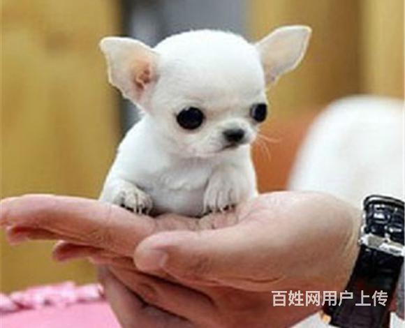 吐鲁番上哪可以看到吉娃娃犬舍，吉娃娃犬舍地址位置的图片