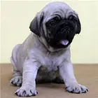 开封【*推荐】巴哥犬舍‖巴哥养殖场