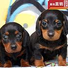 曲靖【十年老店】常年繁殖优质血统腊肠犬幼犬