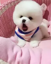 精品俊介博美幼犬出售 赛级博美价格 cku认证犬舍