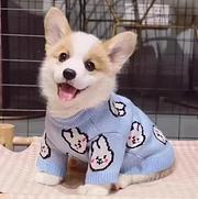 【CKU犬舍】莱芜靠谱柯基犬舍  健康纯种保养活
