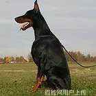 【货到付款】安庆杜宾犬哪里有 完美杜宾血统赛级挑选