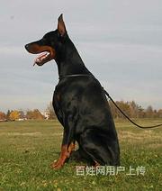 【金牌犬舍】白山杜宾多少钱 杜宾纯种血统赛级