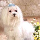纯种马尔济斯犬特价出售 可送狗笼子和狗用品