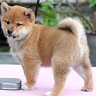 烟台柴犬在宠物店一般卖多少钱一只