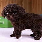 通化二道江哪里有t泰迪热卖犬泰迪饲养方法有吗