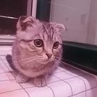 猫咪出让