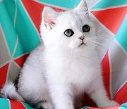 短毛猫 疫苗已做渐层 无病无癣
