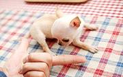 泰安【十年老店】常年繁殖优质血统吉娃娃幼犬