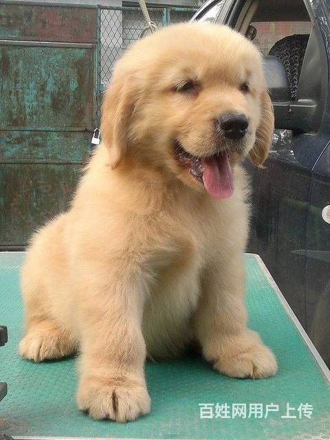 北京赛级金毛 三个月金毛幼犬 金毛犬舍
