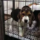 珠海好的比格犬哪里有卖，好的比格犬如何挑选