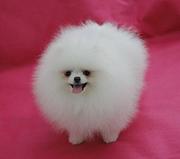 双血统博美犬出售 疫苗驱虫已做完