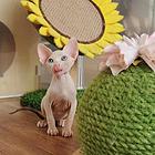 出售纯种无毛猫 无毛猫价格多少 疫苗齐全包健康