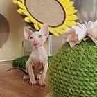 哪里有斯芬克斯无毛猫卖的 无毛猫出油吗 保证健康