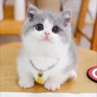 哪里有曼基康矮脚猫卖 多少钱一只 矮脚猫好养吗