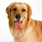求 一只大型犬