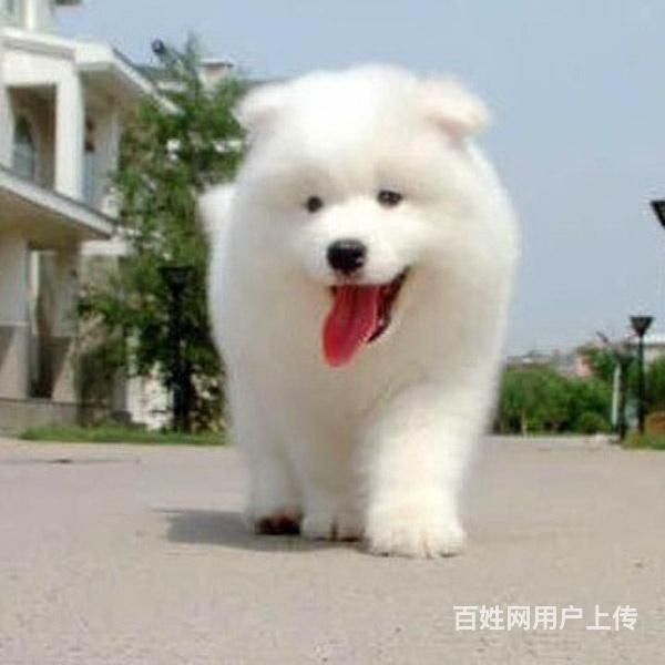 通辽附近萨摩耶狗哪有卖的，可以上门去看的的图片