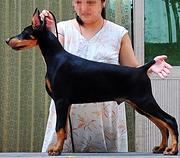 鸡西【*推荐】杜宾犬舍‖杜宾养殖场
