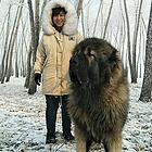 嘉兴【十年老店】常年繁殖优质血统高加索幼犬