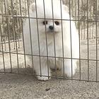 双血白色博美小公出售