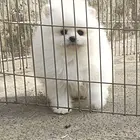 双血白色博美小公出售