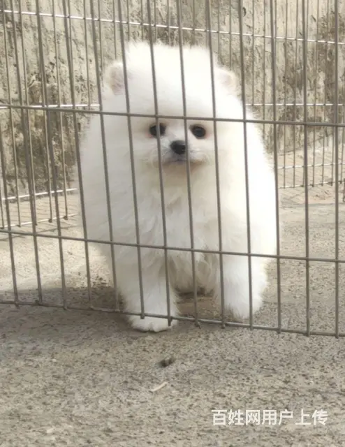 双血白色博美小公出售的图片