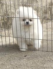 双血白色博美小公出售