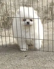 双血白色博美小公出售