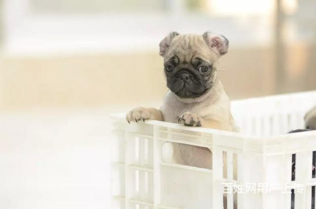 纯正鹰版满脸褶皱巴哥幼犬宝宝 签订健康协议的图片