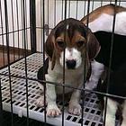 资阳血统德比格犬哪里有卖，血统比格犬一般多少钱