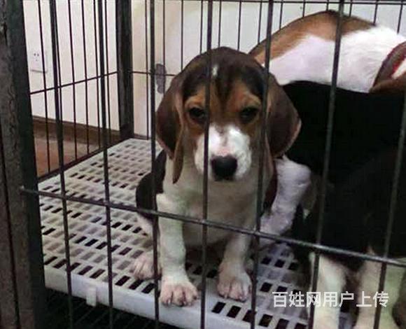 宜春卖比格犬的养殖场，养殖场比格犬一般卖多少钱的图片