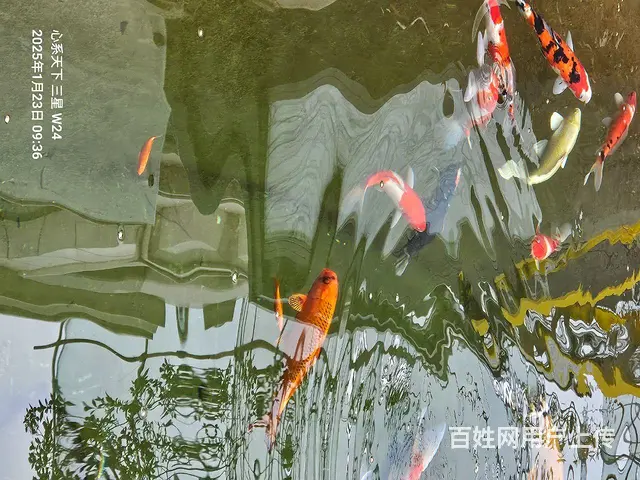 苏州批发零售锦鲤鱼的图片