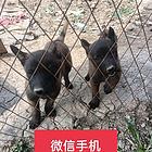 马犬