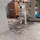 柴犬
