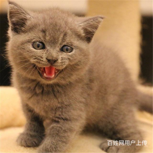 安康本地哪里卖蓝猫，蓝猫多少钱一只！的图片