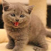 江门靠谱的卖蓝猫的商家 蓝猫一只价位