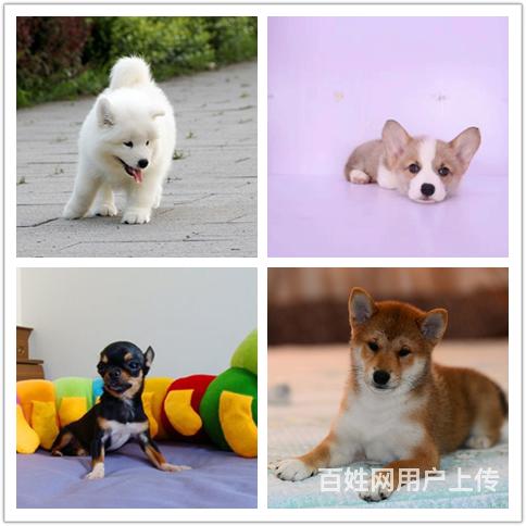 安康狗场买狗上哪里选放心的图片