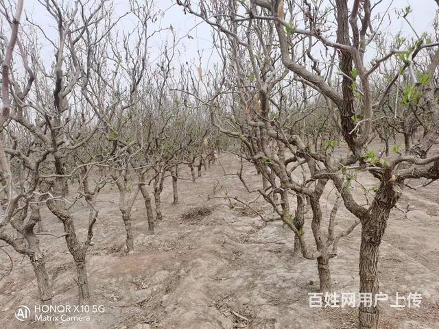 B个人一温宿县青年农场八队红栆园对外急售的图片