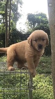 白山买一只金毛需要多少钱，金毛犬舍地址